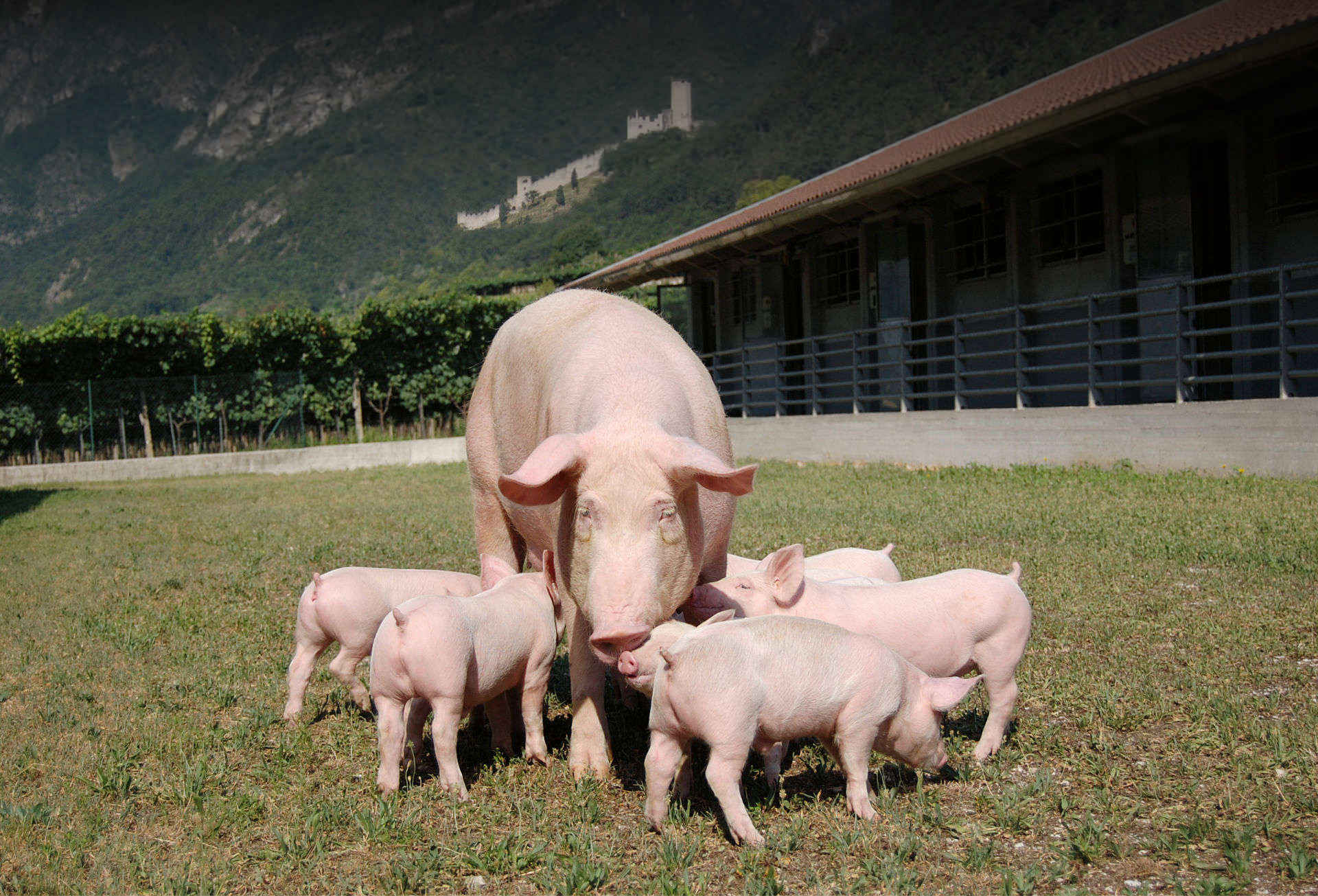 mamma con maialini in prato